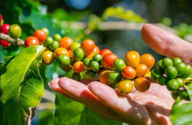 Detail Pemandangan Kebun Kopi Nomer 20