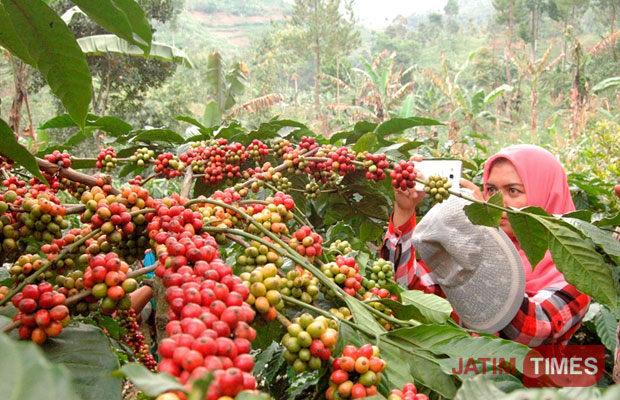 Detail Pemandangan Kebun Kopi Nomer 22