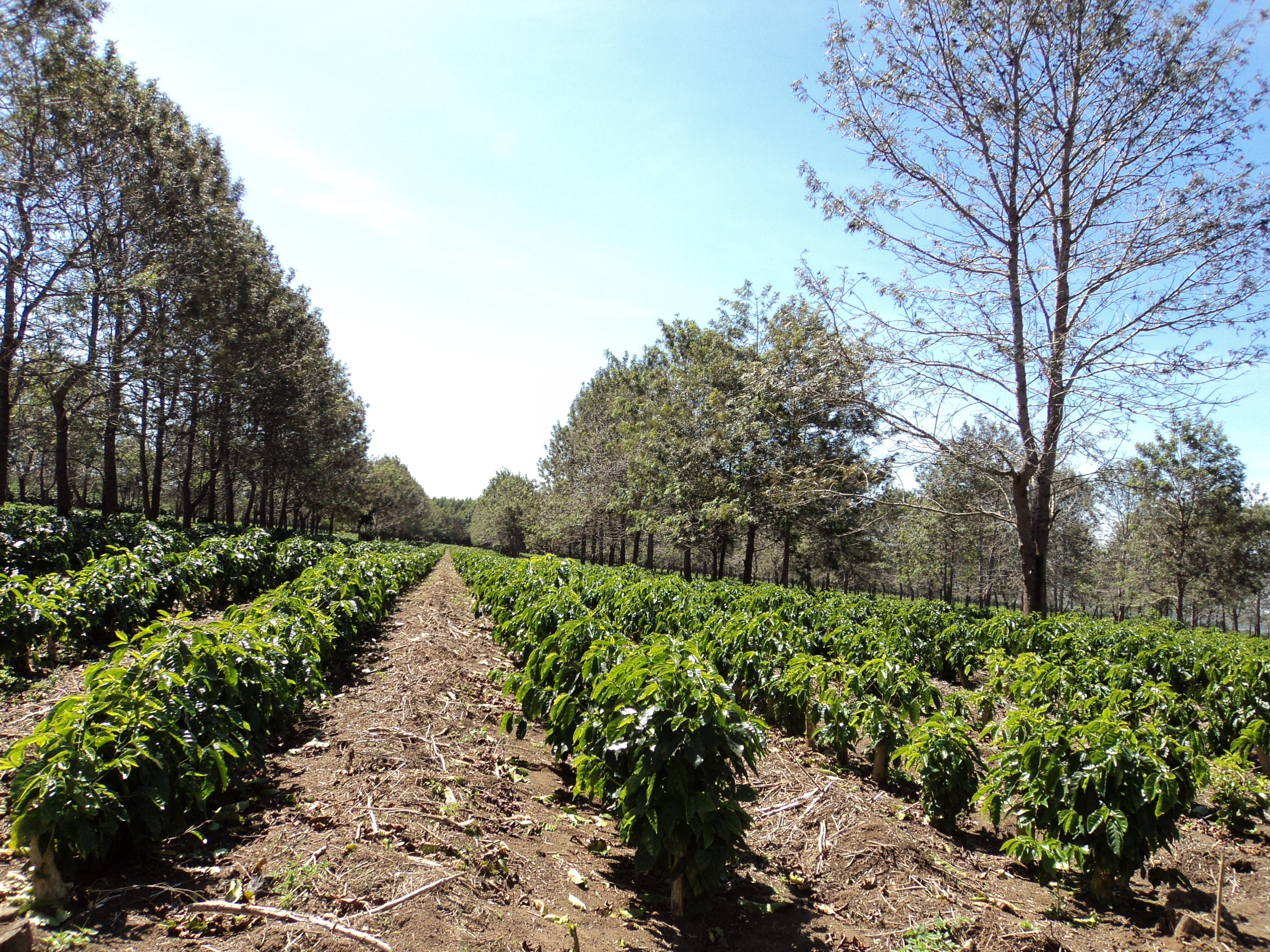 Detail Pemandangan Kebun Kopi Nomer 25