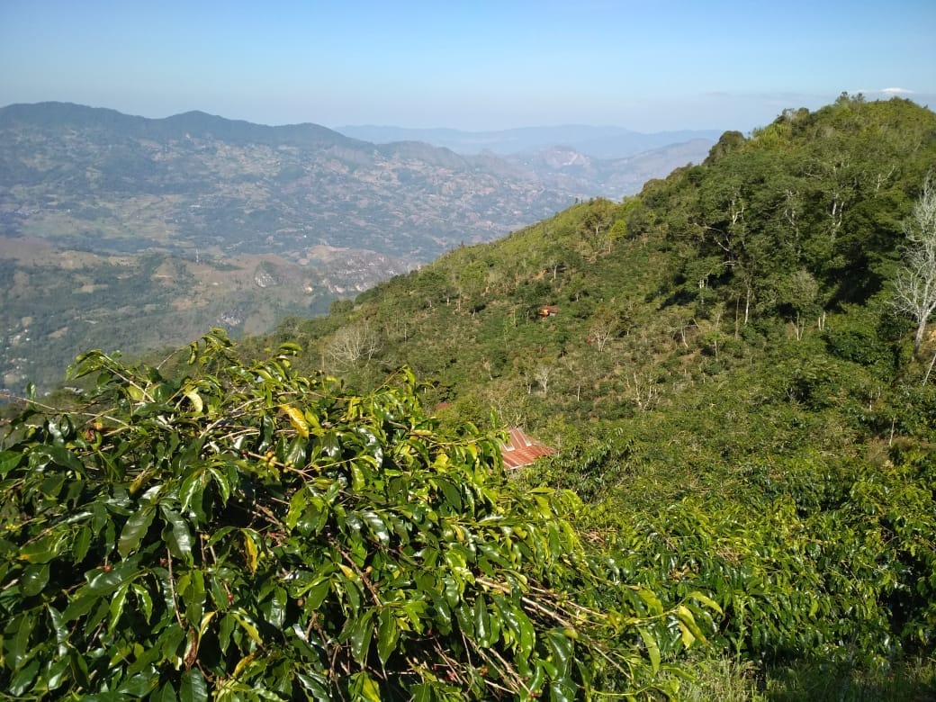 Detail Pemandangan Kebun Kopi Nomer 27