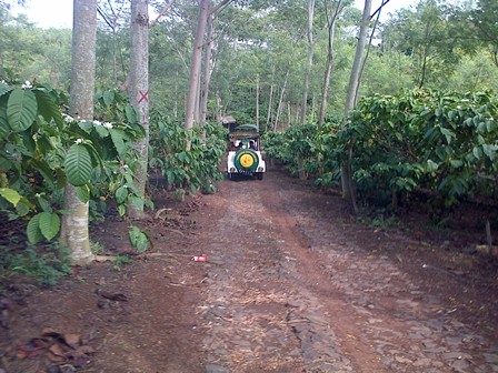 Detail Pemandangan Kebun Kopi Nomer 28