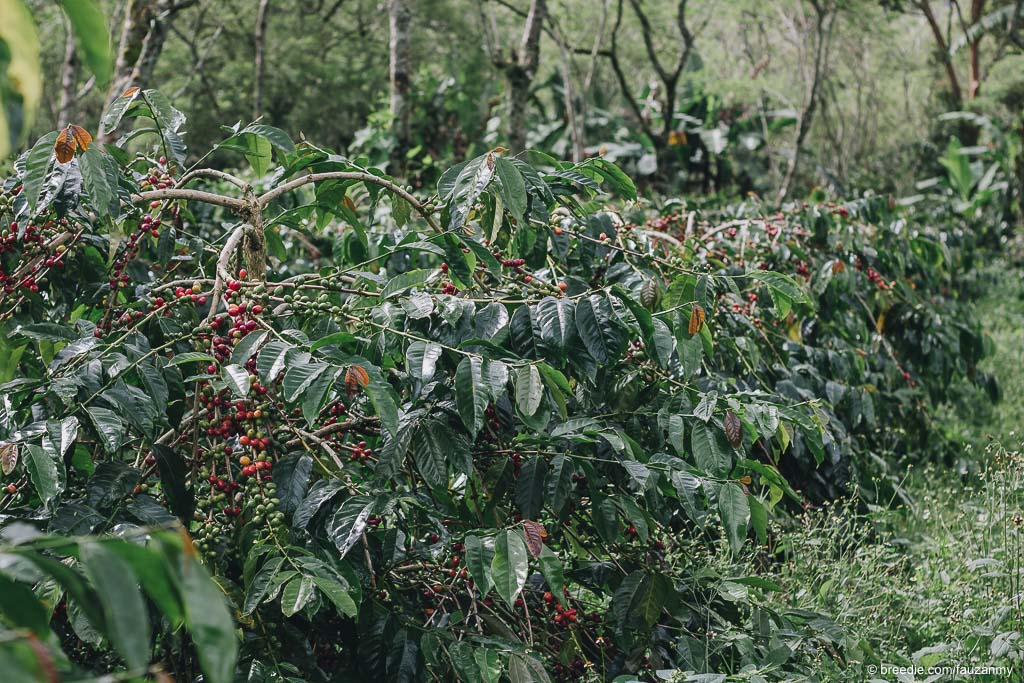 Detail Pemandangan Kebun Kopi Nomer 6