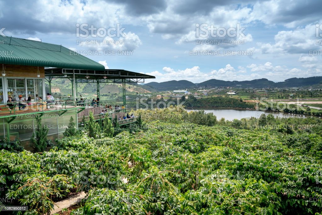 Detail Pemandangan Kebun Kopi Nomer 48