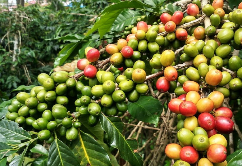 Detail Pemandangan Kebun Kopi Nomer 50