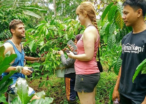 Detail Pemandangan Kebun Kopi Nomer 7