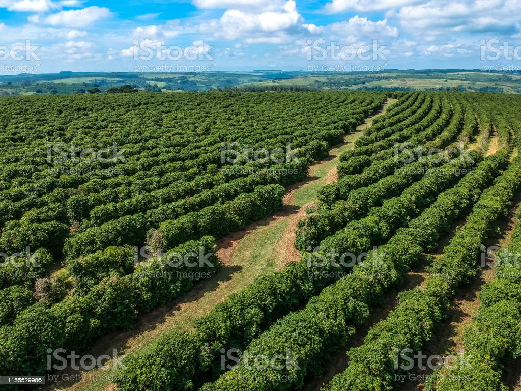 Detail Pemandangan Kebun Kopi Nomer 9