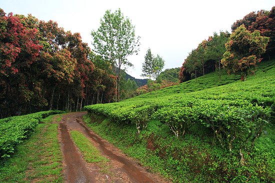 Detail Pemandangan Kebun Teh Nomer 2