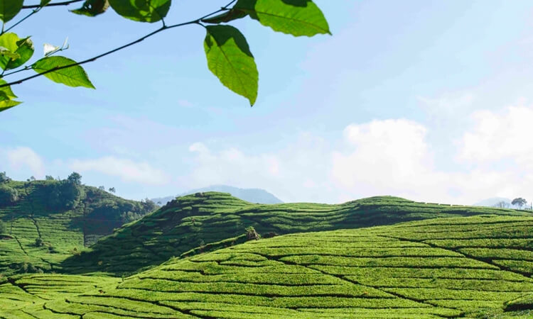 Detail Pemandangan Kebun Teh Nomer 38