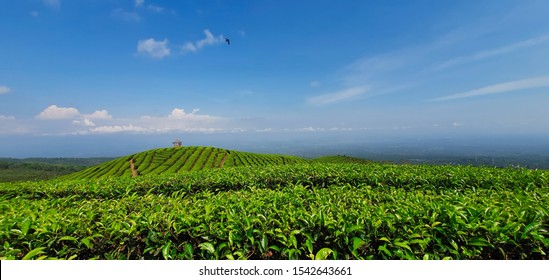 Detail Pemandangan Kebun Teh Nomer 8