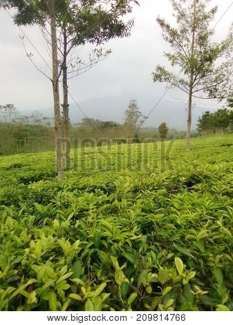 Detail Pemandangan Kebun Teh Nomer 9