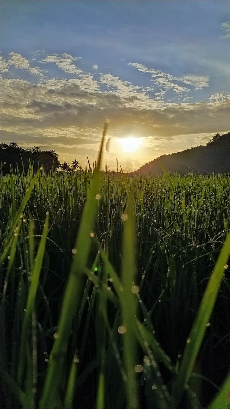 Detail Pemandangan Matahari Pagi Nomer 12