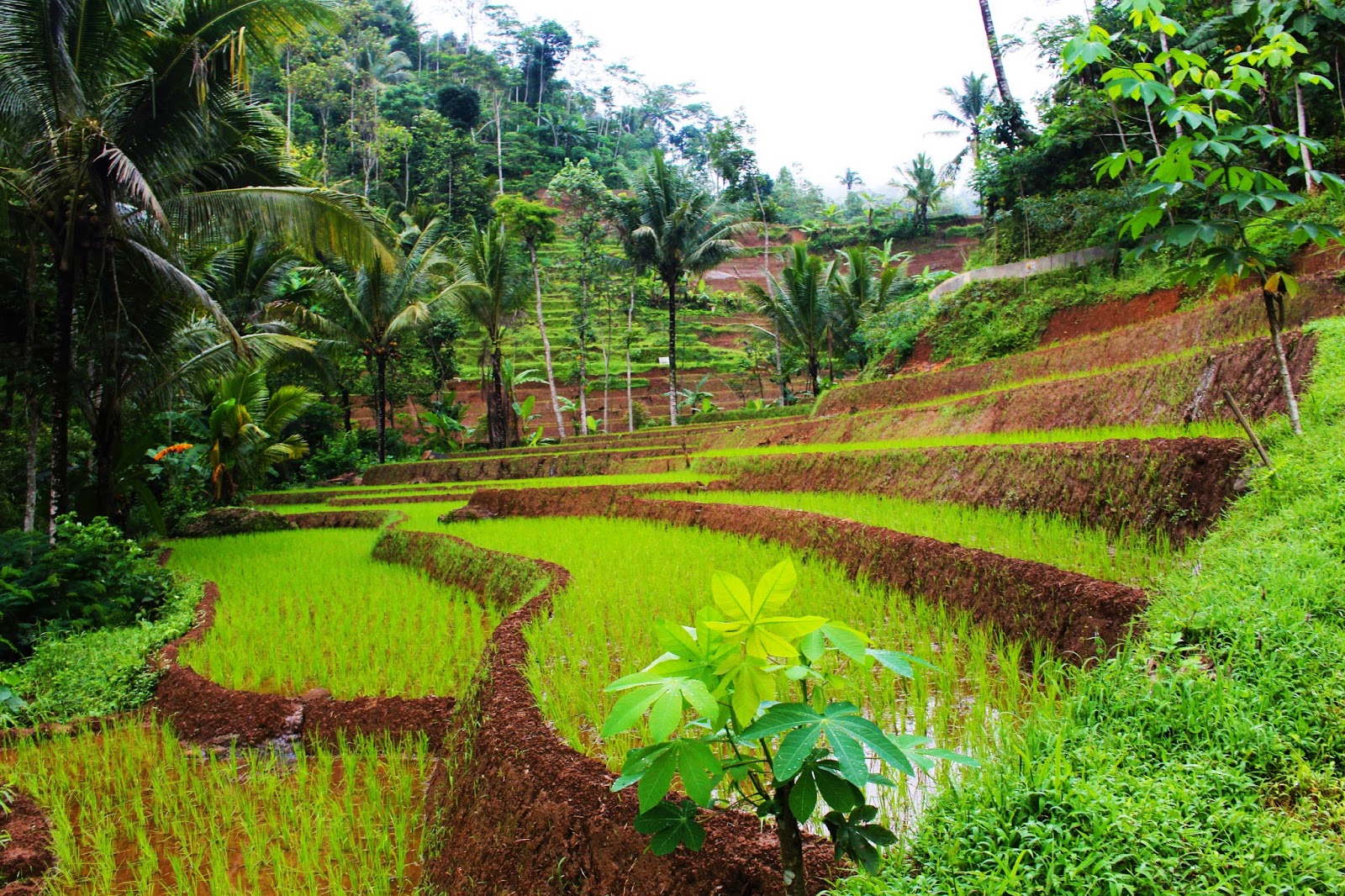 Detail Pemandangan Pedesaan Yang Indah Nomer 10