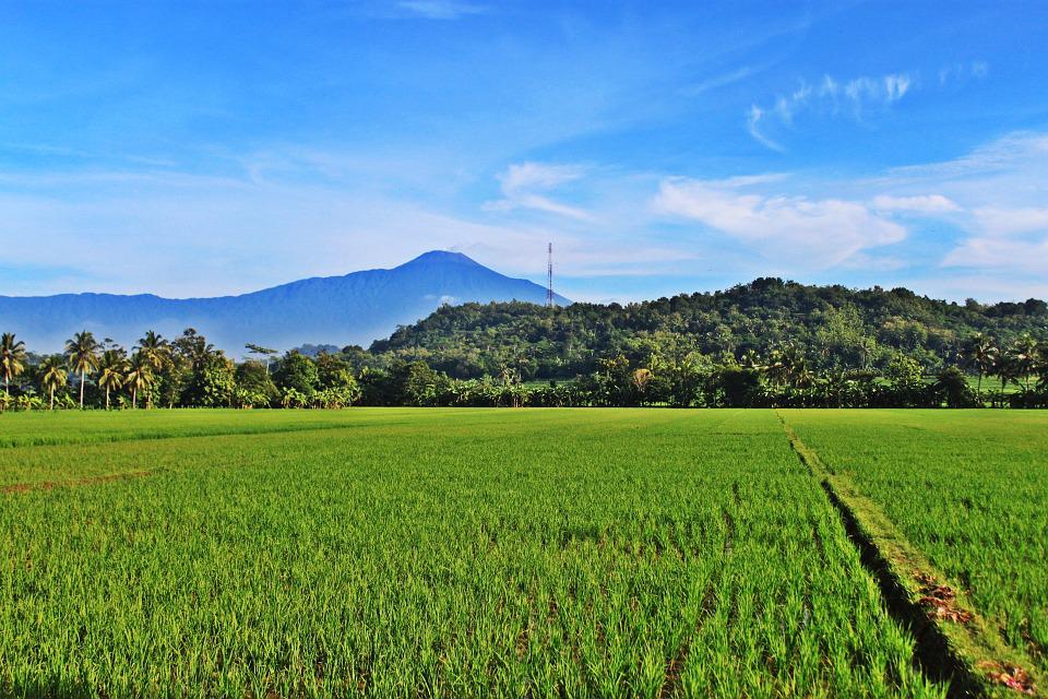 Download Pemandangan Pegunungan Dan Sawah Nomer 3