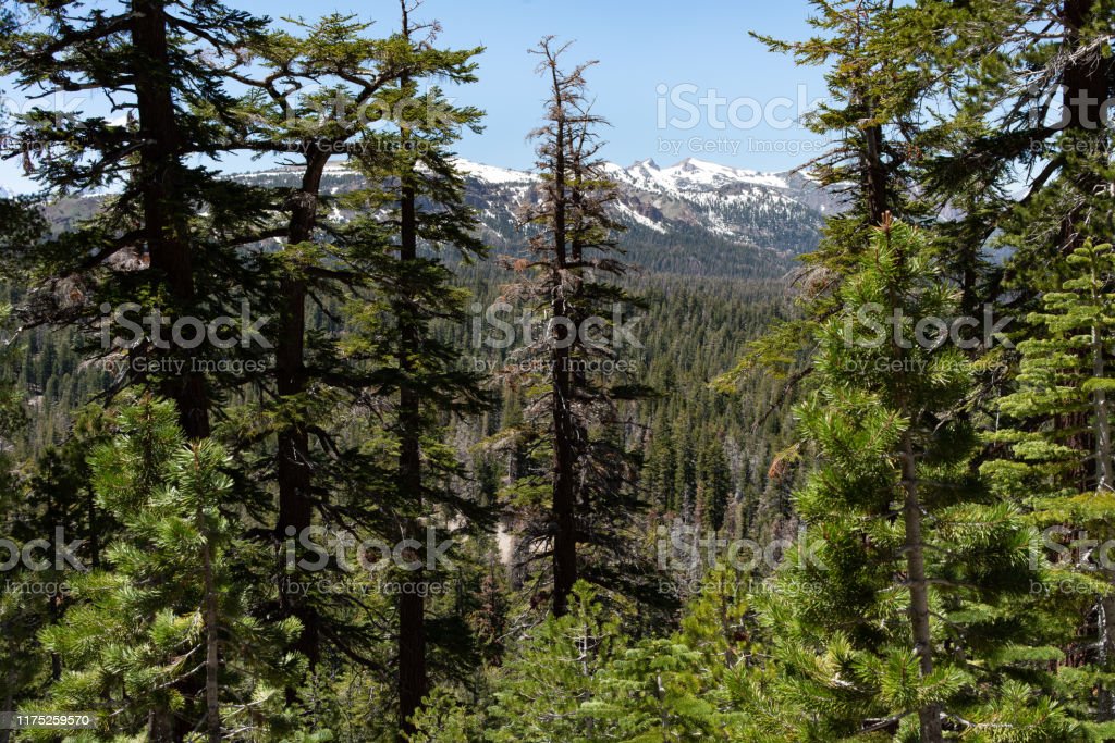 Detail Pemandangan Pohon Pinus Nomer 48