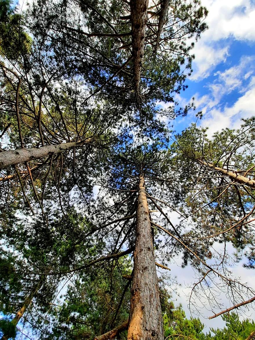 Detail Pemandangan Pohon Pinus Nomer 55