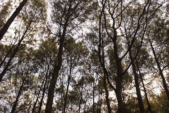 Detail Pemandangan Pohon Pinus Nomer 9