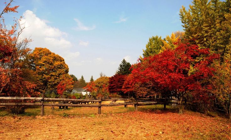 Detail Pemandangan Romantis Korea Nomer 13