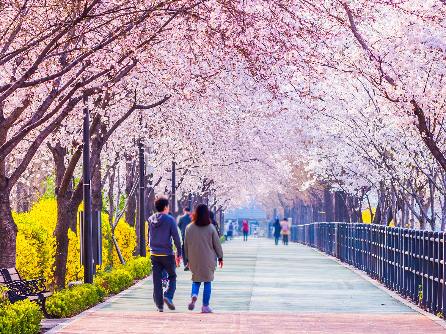 Detail Pemandangan Romantis Korea Nomer 15