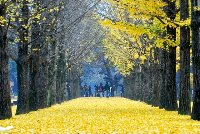 Detail Pemandangan Romantis Korea Nomer 17