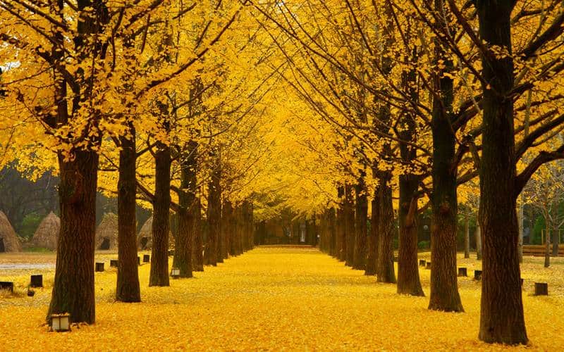 Detail Pemandangan Romantis Korea Nomer 8