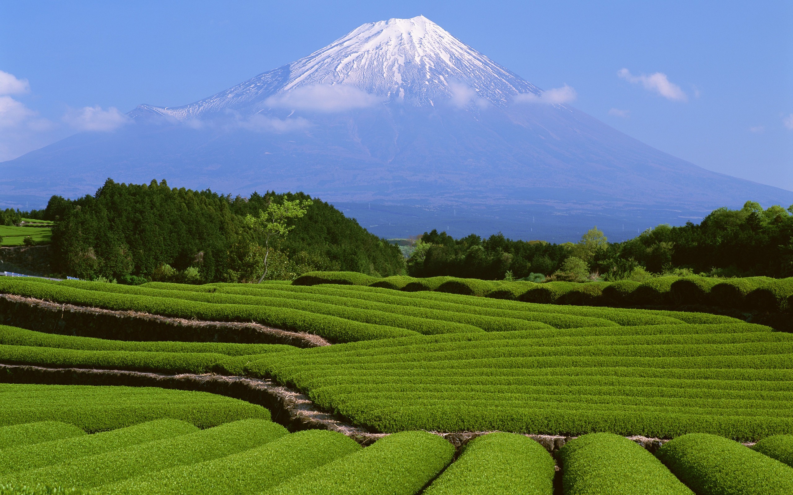 Detail Pemandangan Sawah Dan Gunung Nomer 16