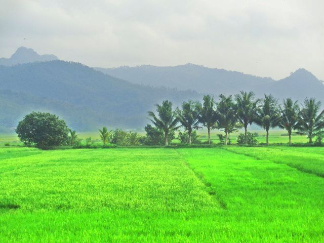 Detail Pemandangan Sawah Dan Gunung Nomer 24