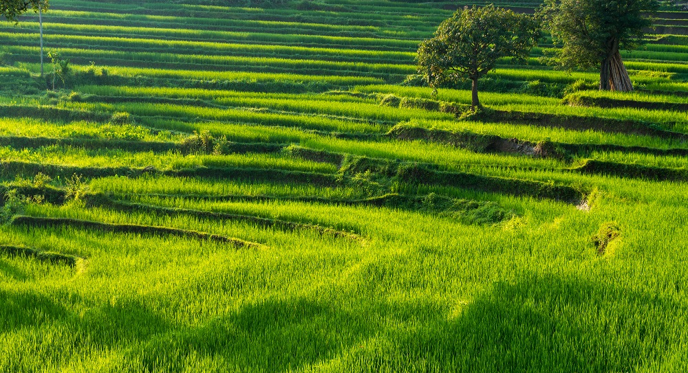 Detail Pemandangan Sawah Dan Gunung Nomer 29