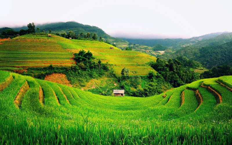 Detail Pemandangan Sawah Dan Gunung Nomer 30