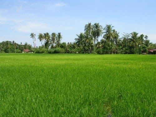 Detail Pemandangan Sawah Dan Gunung Nomer 49