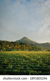 Detail Pemandangan Sawah Dan Gunung Nomer 52