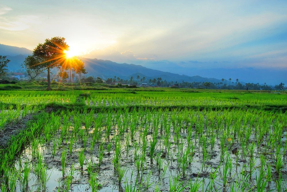 Pemandangan Sawah Di Desa - KibrisPDR