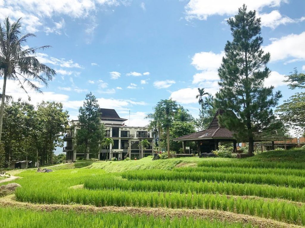 Detail Pemandangan Sawah Di Desa Nomer 14