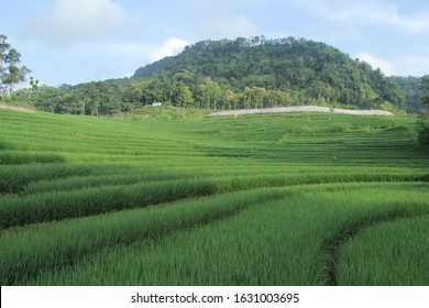 Detail Pemandangan Sawah Di Desa Nomer 15