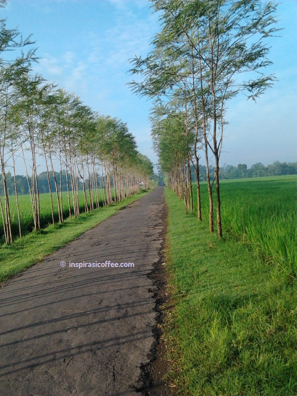 Detail Pemandangan Sawah Di Desa Nomer 36