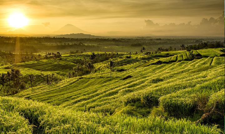 Detail Pemandangan Sawah Di Desa Nomer 8