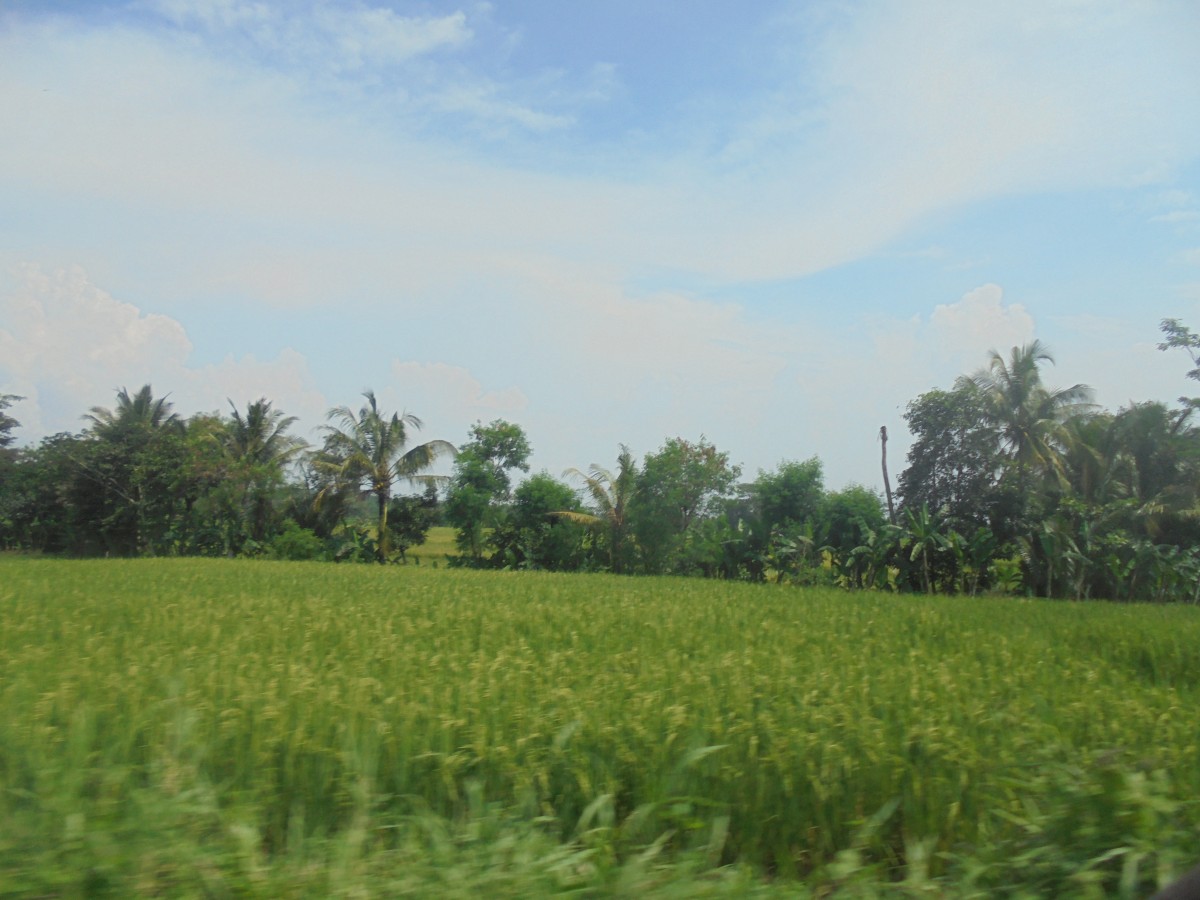 Detail Pemandangan Sawah Hijau Nomer 2