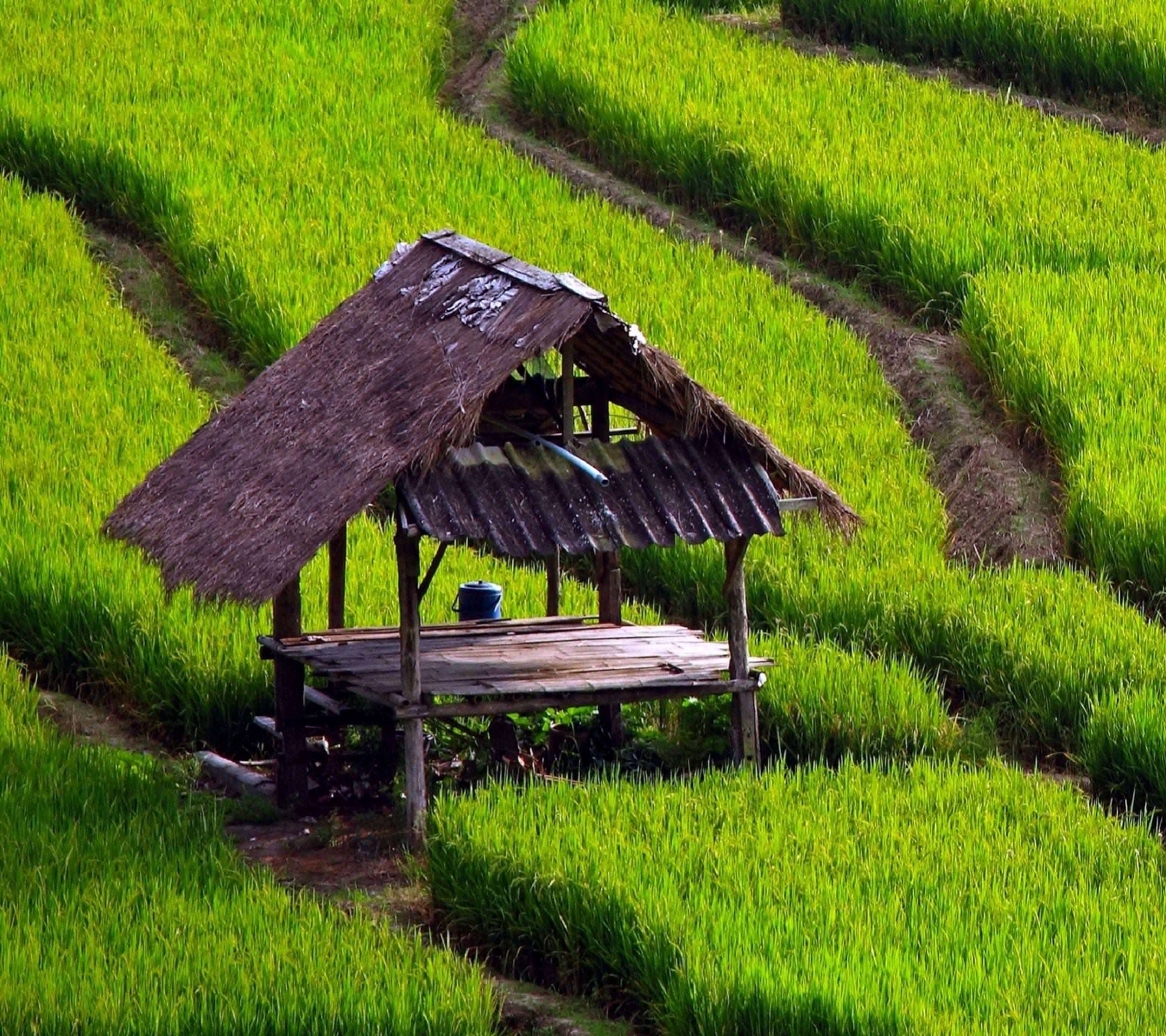 Detail Pemandangan Sawah Hijau Nomer 11