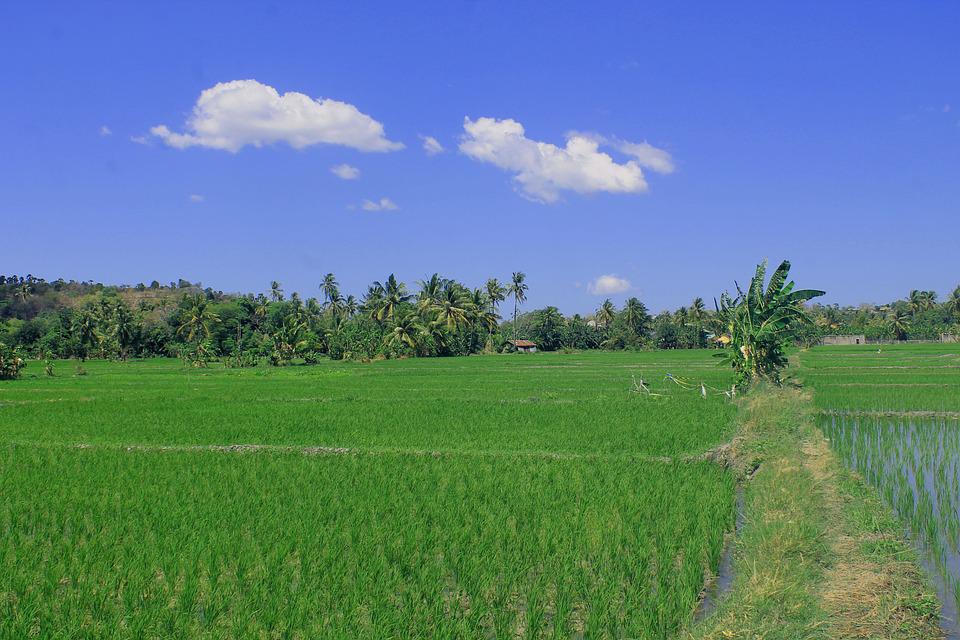 Detail Pemandangan Sawah Hijau Nomer 15