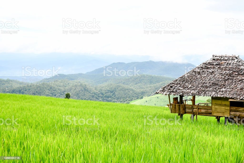 Detail Pemandangan Sawah Hijau Nomer 21