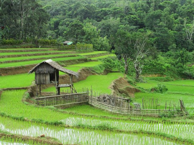 Detail Pemandangan Sawah Hijau Nomer 26