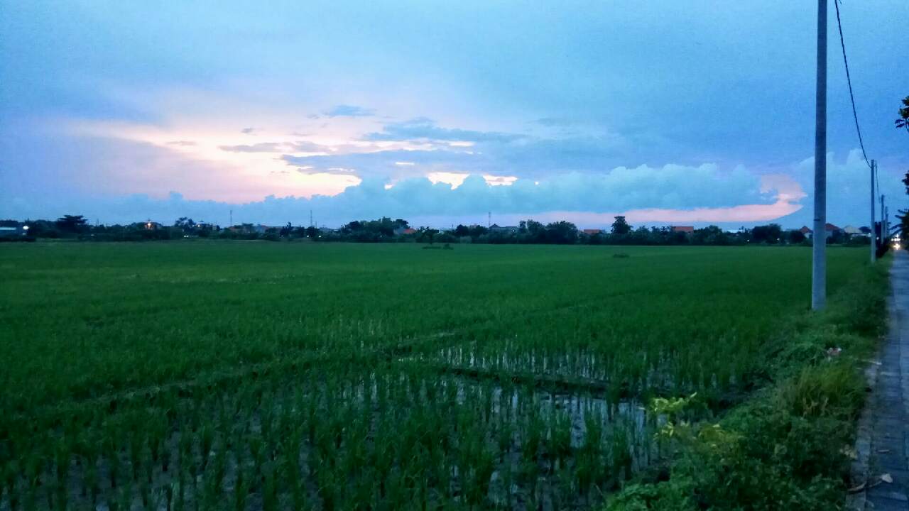 Detail Pemandangan Sawah Hijau Nomer 4