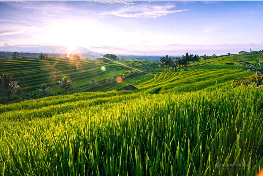 Detail Pemandangan Sawah Hijau Nomer 32