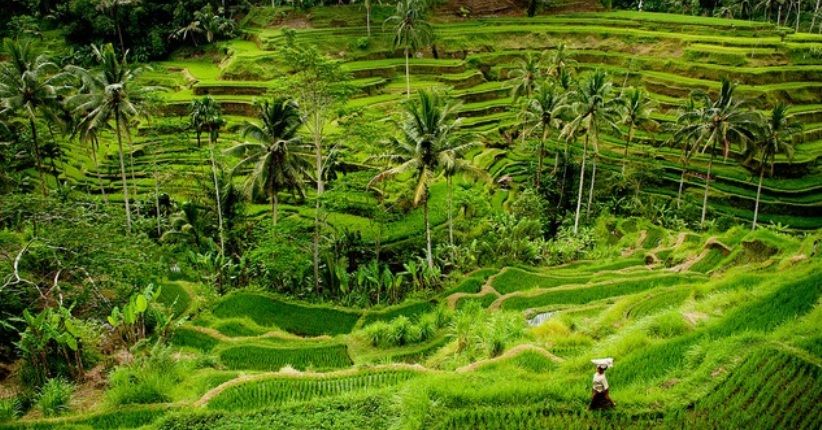 Detail Pemandangan Sawah Hijau Nomer 35