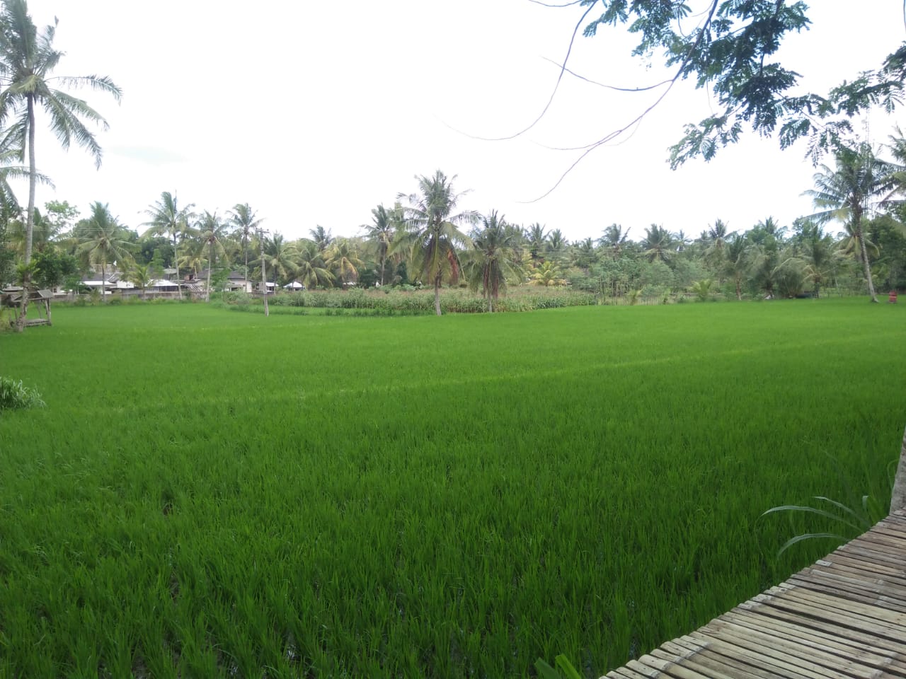 Detail Pemandangan Sawah Hijau Nomer 38