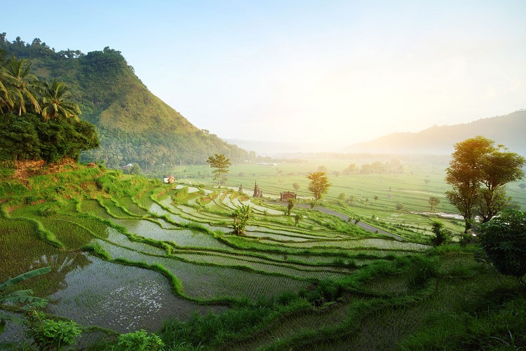 Detail Pemandangan Sawah Hijau Nomer 40