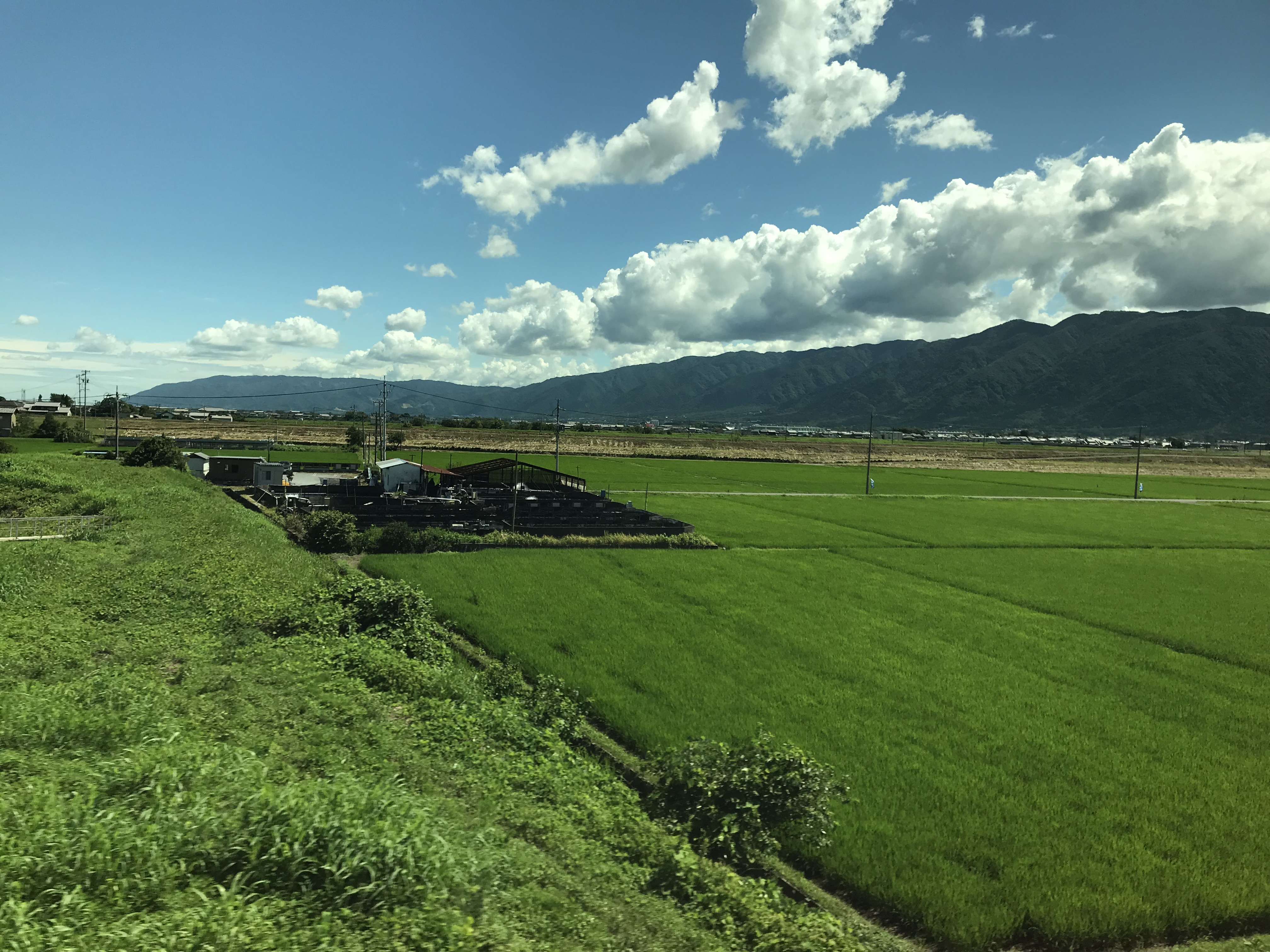 Detail Pemandangan Sawah Hijau Nomer 44