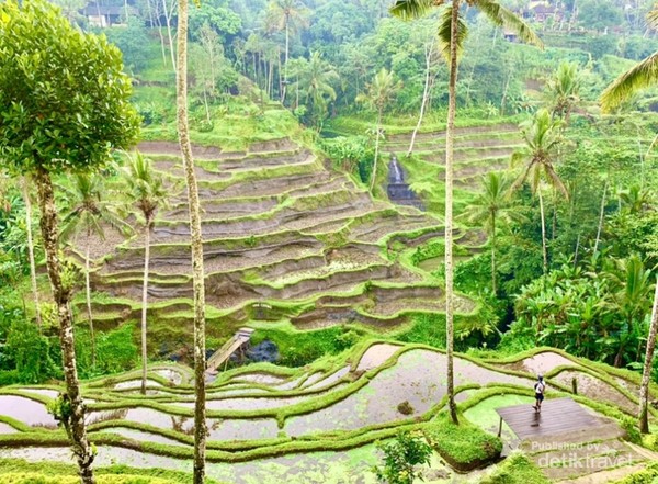 Detail Pemandangan Sawah Hijau Nomer 46