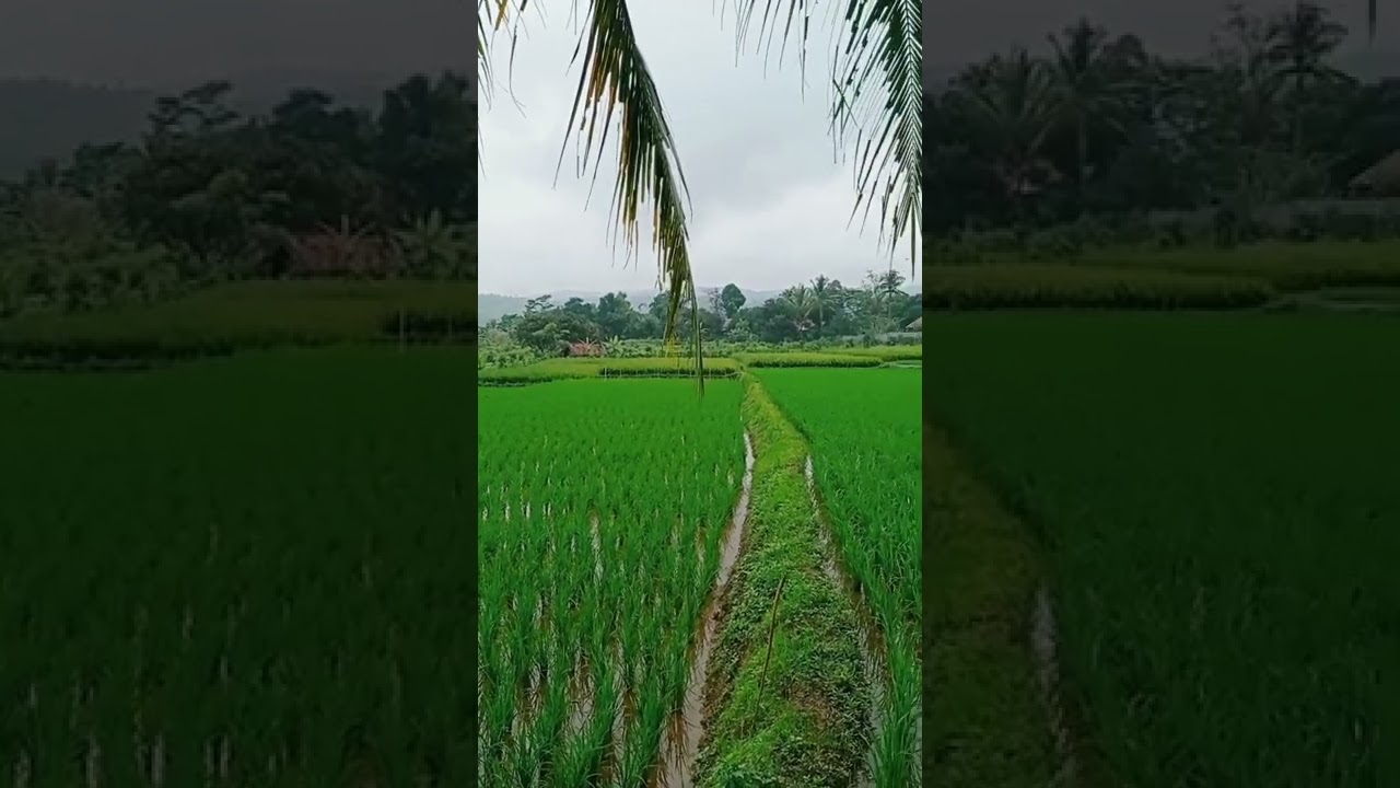 Detail Pemandangan Sawah Hijau Nomer 48