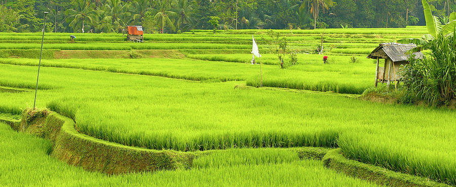 Detail Pemandangan Sawah Hijau Nomer 51