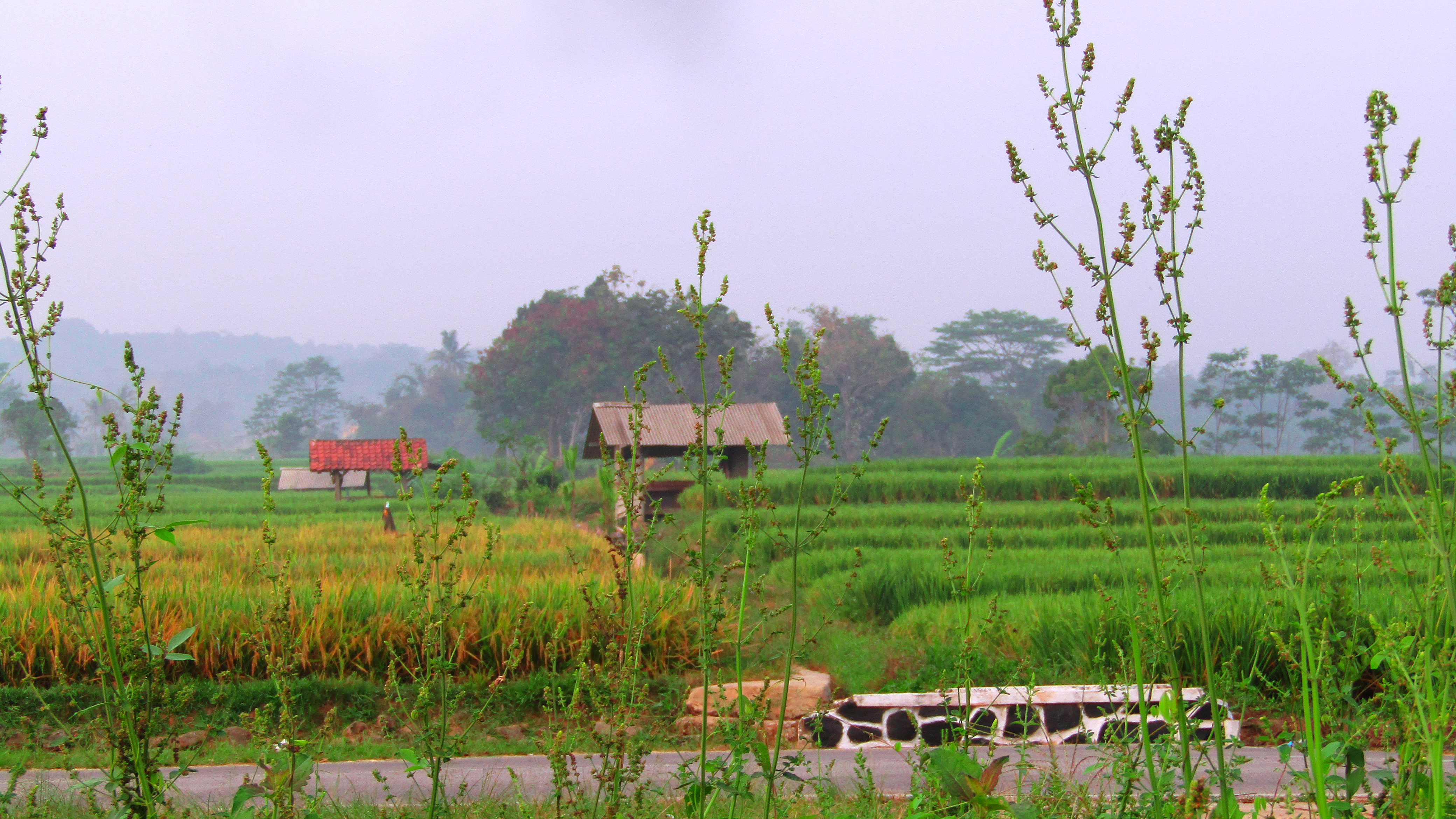 Detail Pemandangan Sawah Hijau Nomer 52